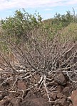 Euphorbia scheffleri Marsabit SZ GPS180 Kenya 2012_PV1123.jpg